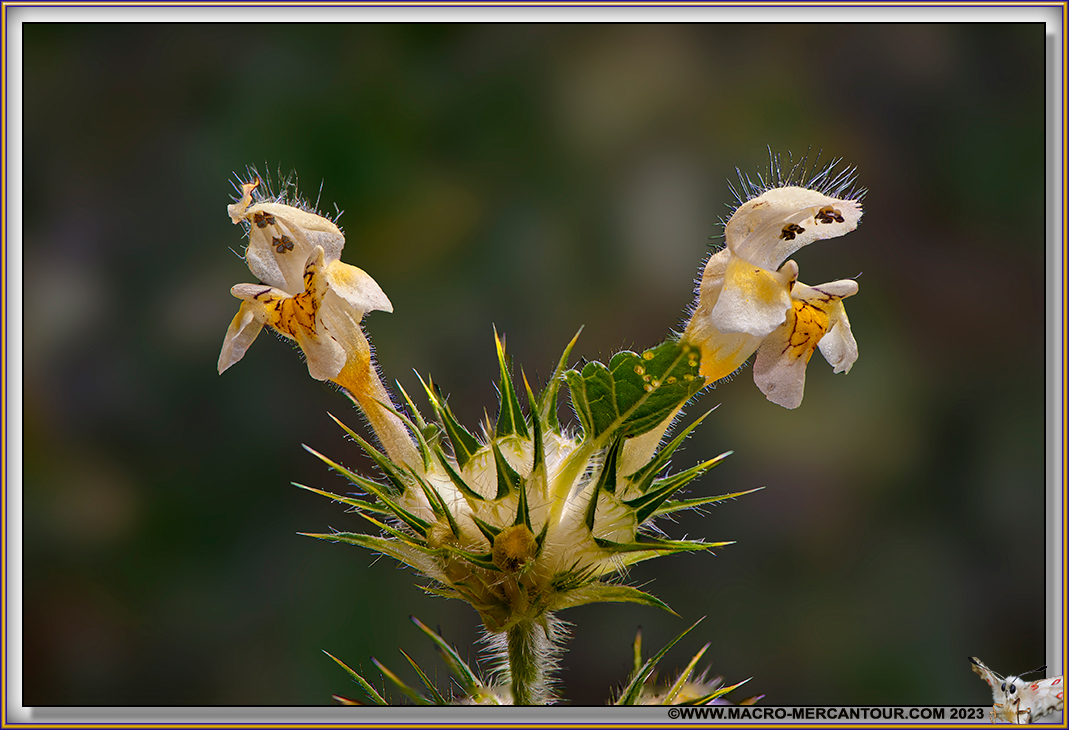 Galeopsis 